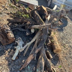 伐採木　梅　桜　百日紅などの画像