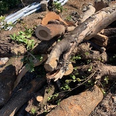 伐採木　梅　桜　百日紅などの画像