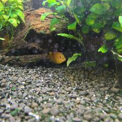熱帯魚（アフリカンシクリッド.カエルレウス）