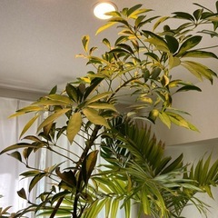 シェフレラ カポック 斑入り