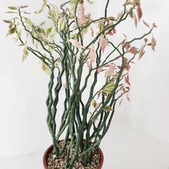 ダイギンリュウ(大銀龍・ペディランサス) 観葉植物

