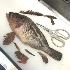 🐟 魚のさばき方＆カルパッチョ料理教室🐟お土産の熟成お刺身付で2度おいしいの画像