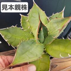 アガベ　オテロイ 　　オアハカ産　1鉢　⭕人気のオアハカ胴切りの...