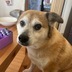 ランキングキーワードに紐づく投稿画像-子犬