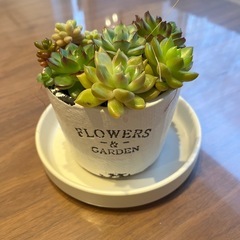 多肉植物　寄せ植え　観葉植物の画像