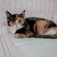 かわいい三毛猫ちゃんです。