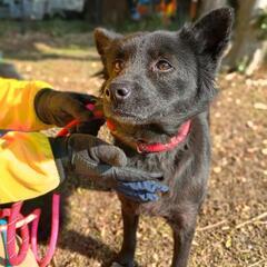 長崎県動物管理所収容中☆成犬2歳の姉妹わんこの家族募集(1頭ずつ...