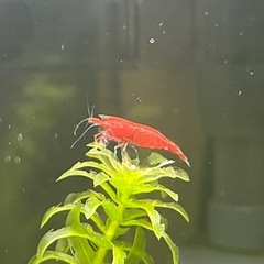 レッドシュリンプ🦐