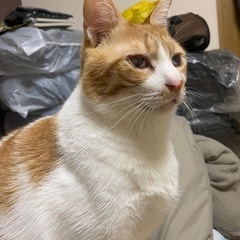 里親募集