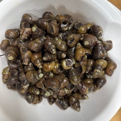 【苔掃除】ヒメタニシ