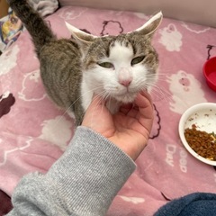 里親募集します。迷い猫です。