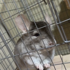 チンチラ