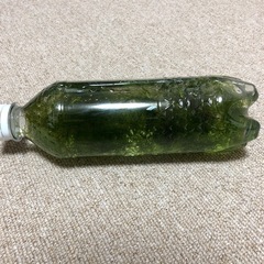 南米ウィローモス④の画像