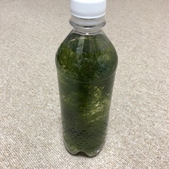 南米ウィローモス④