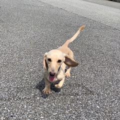 犬友募集