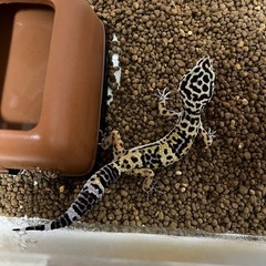 ヒョウモントカゲモドキを飼育してる方の集まり