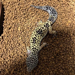 ヒョウモントカゲモドキを飼育してる方の集まり - 古河市
