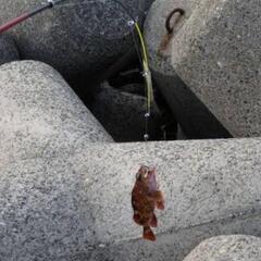　釣り！　ライトショアジギング　穴釣り　バス