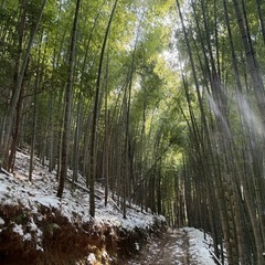 竹(孟宗竹)