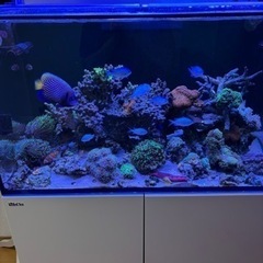 ハナダイ１匹約8cmの画像