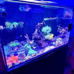 ハナダイ１匹約8cmの画像