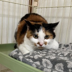 人慣れバッチリのんびり屋さんな可愛い三毛猫ちゃん