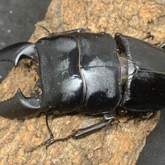 スマトラオオヒラタペア