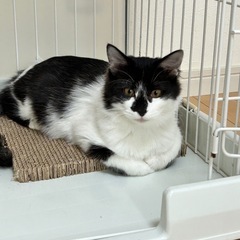 ずっとの家族が決まりました🍀白黒猫 仮名：太月