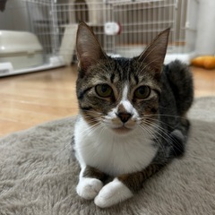 きじしろのれんちゃん🍀