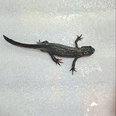 シリケンイモリの画像