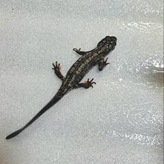 シリケンイモリの画像