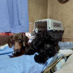 私が、入院する２ヶ月程我が家の柴犬6さい　ミニチュアシュナウザー...
