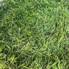 お庭やガーデニングに　人工芝ロールの画像