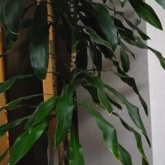 幸福の木　観葉植物