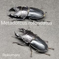 【幼虫3頭】メタドルクス ロトゥンダトス ツヤケシクワガタの画像