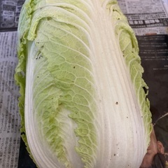 メッセージいただき収穫します！採れたて！白菜　おまけに大根の葉を...