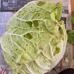 メッセージいただき収穫します！採れたて！白菜　おまけに大根の葉ををお付け致しますの画像