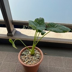 鉢付き クワズイモ