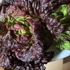 新鮮サニーレタス大きめ　おまけに‼︎大根の葉をお付けします