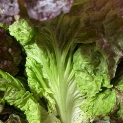 新鮮サニーレタス大きめ　おまけに‼︎大根の葉をお付けしますの画像