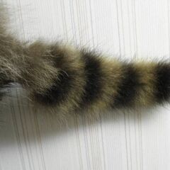 毛皮なめしに興味ある方を探しています　鹿革　アライグマ革　ヌート...