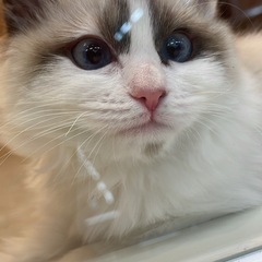 猫さんケージ 初めて用品 頂戴したいです🥲
