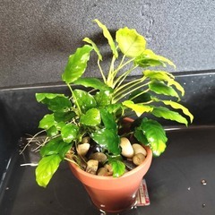 アヌビアスナナ　熱帯魚　水草