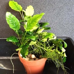 アヌビアスナナ　熱帯魚　水草