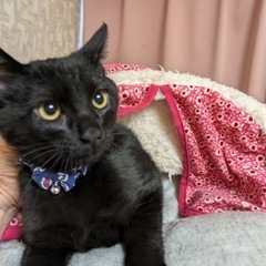 黒猫の男の子　里親さん決定！