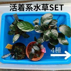 【水槽関連】活着系水草4種セット