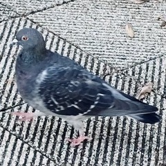 今学期最後のベビーリトミックの画像