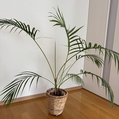 （決まりました）アレカヤシ　鉢カバー付きの画像