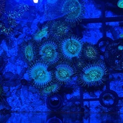 hawaiian マメスナ サンゴ(海水魚)       