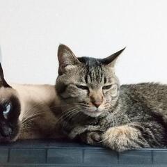 シャム猫と雑種